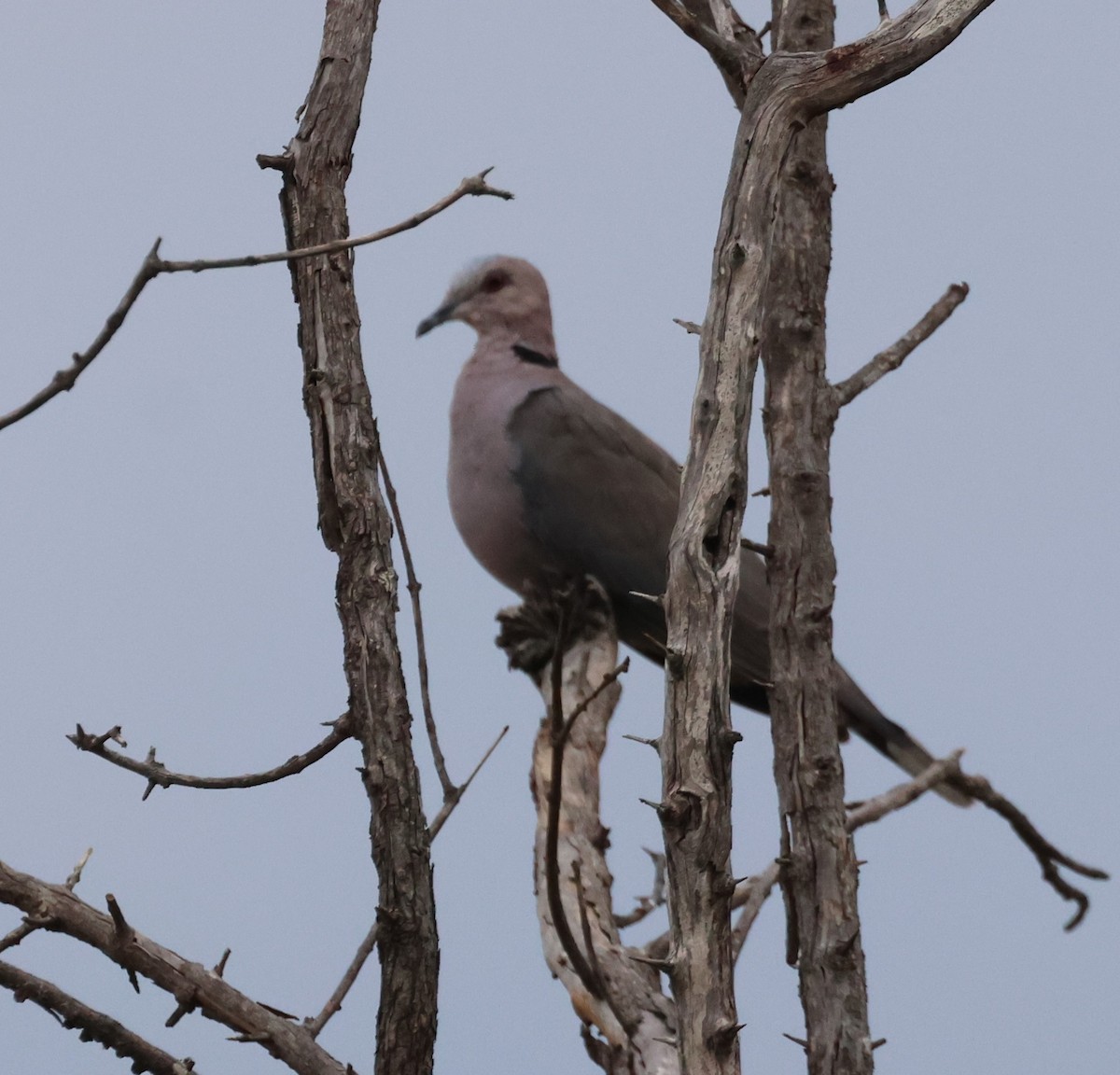 Red-eyed Dove - ML614310628