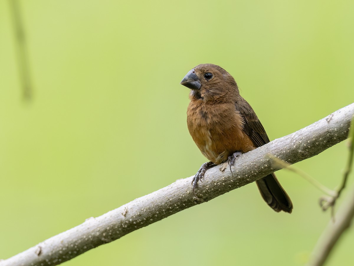 Thick-billed Seed-Finch - ML614310642