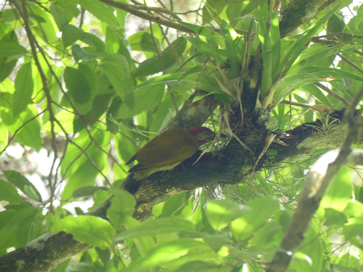 Golden-olive Woodpecker - Miguel Ángel  Pardo Baeza