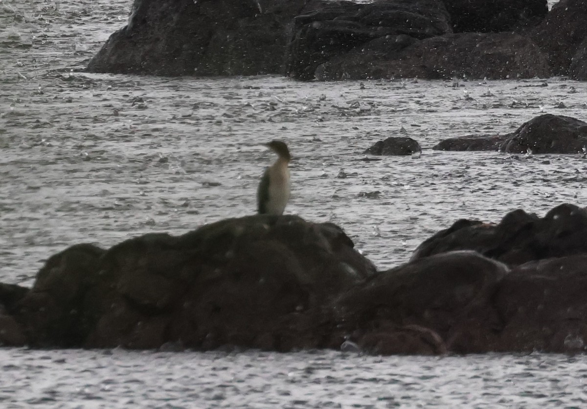 Long-tailed Cormorant - ML614310699
