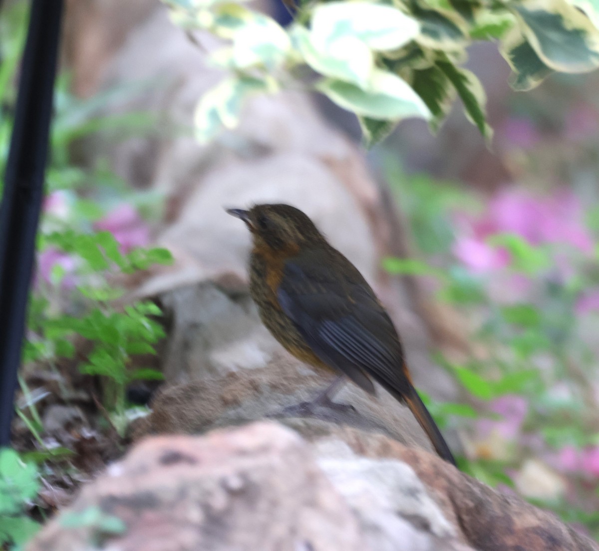 White-browed Robin-Chat - ML614310729