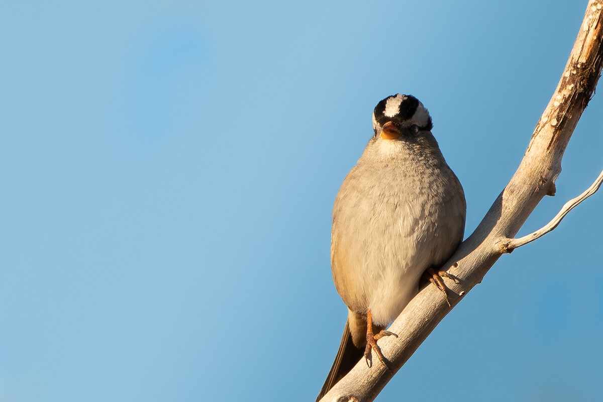 White-crowned Sparrow - Mia H