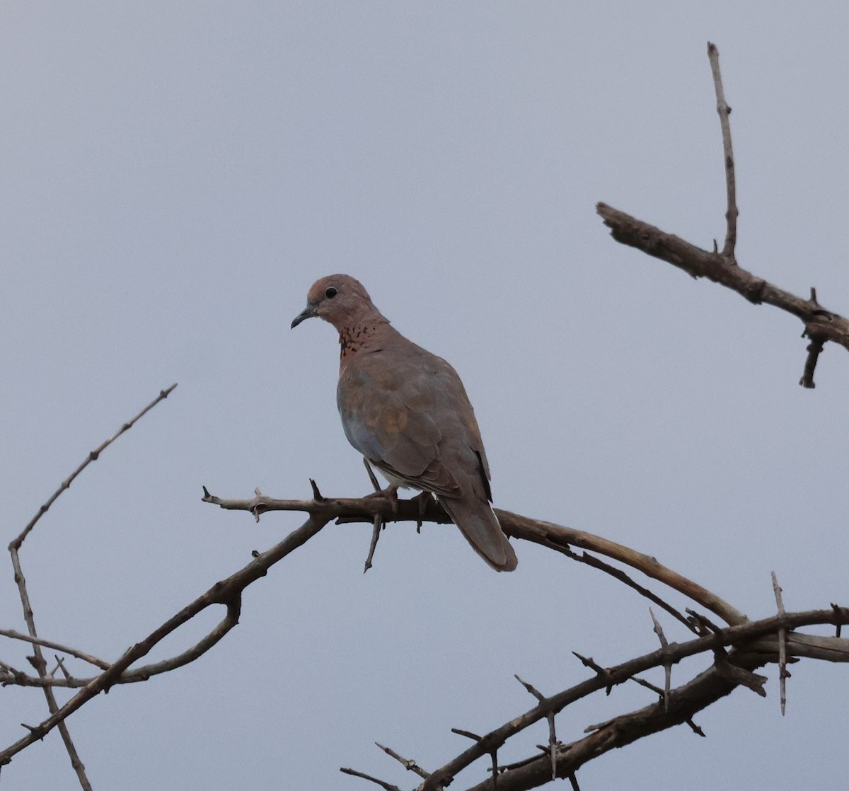Laughing Dove - ML614310785