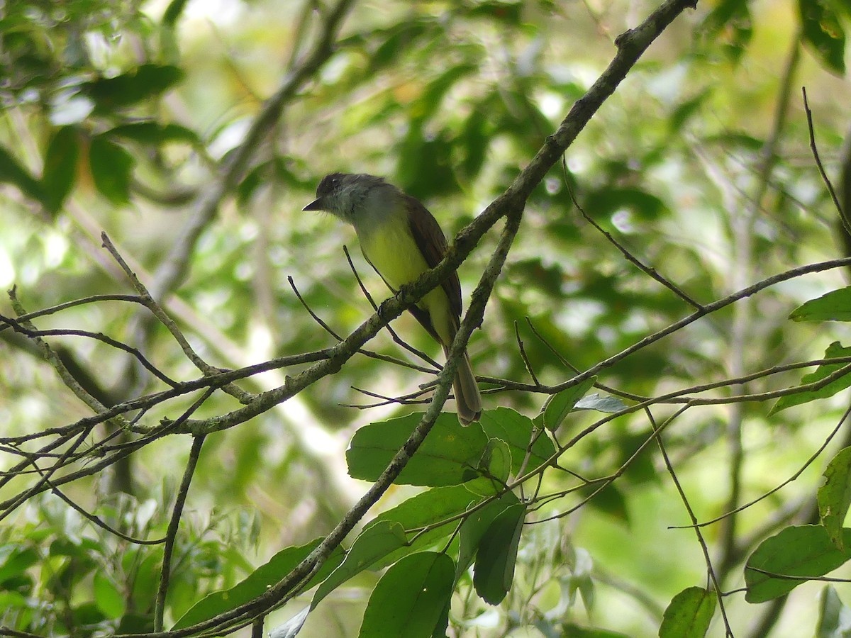 Tropical Kingbird - Miguel Ángel  Pardo Baeza