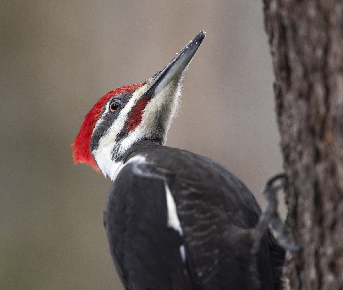 Pileated Woodpecker - ML614311030