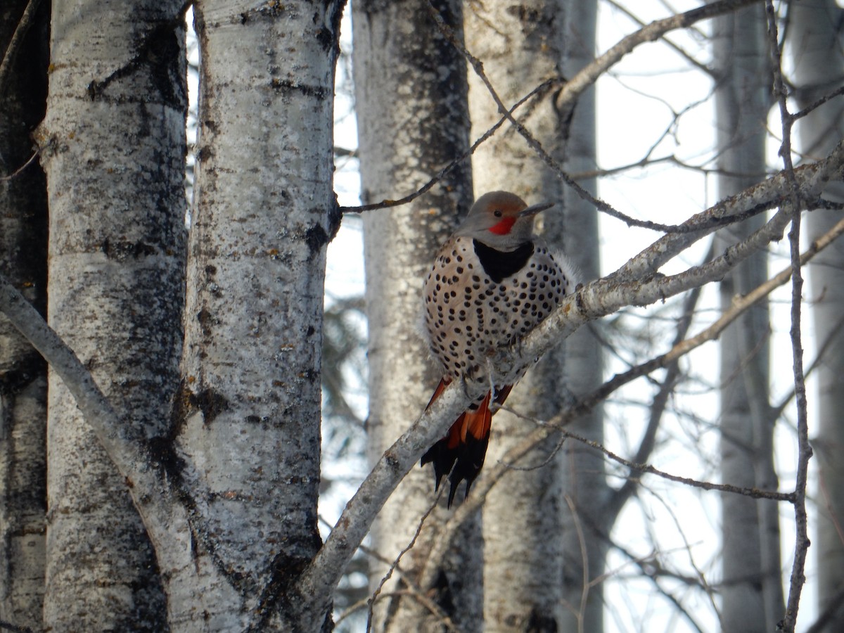 Northern Flicker (Yellow-shafted x Red-shafted) - ML614311059