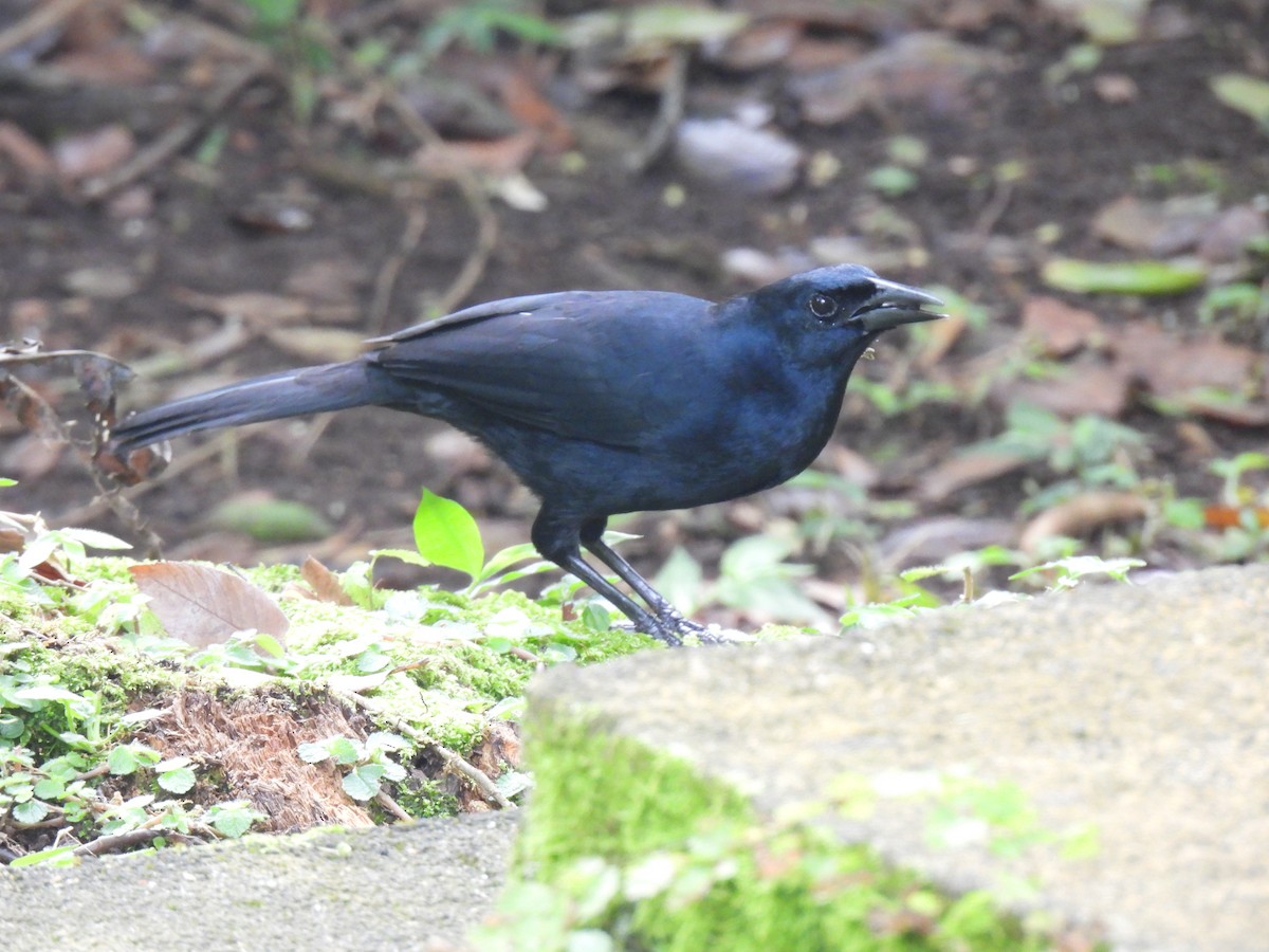 Great-tailed Grackle - ML614311060