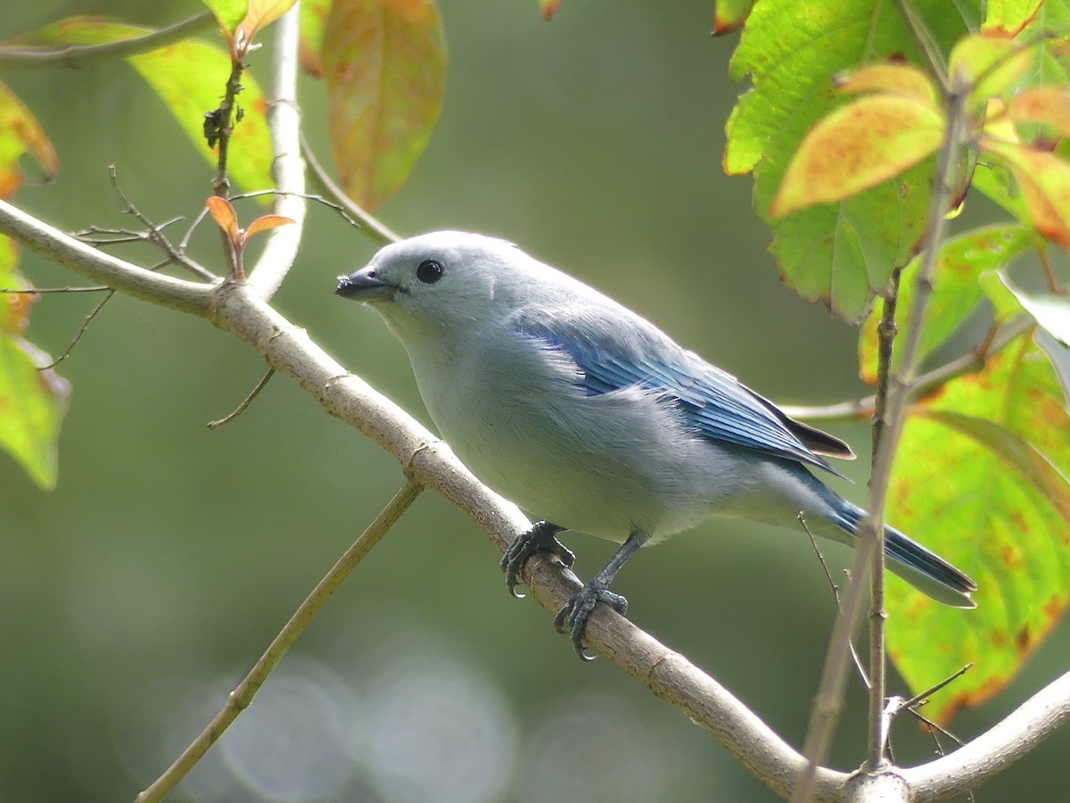 Blue-gray Tanager - ML614311151
