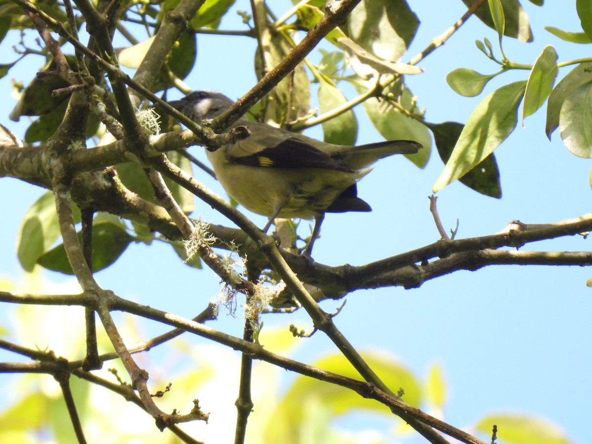 Yellow-winged Tanager - ML614311170
