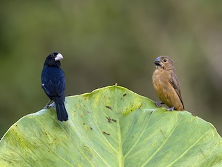 Large-billed Seed-Finch - Sporophila crassirostris - Birds of the World
