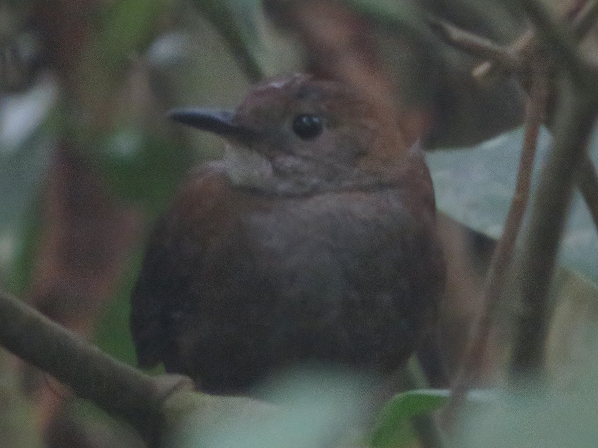 Scaly-breasted Wren - ML614311285