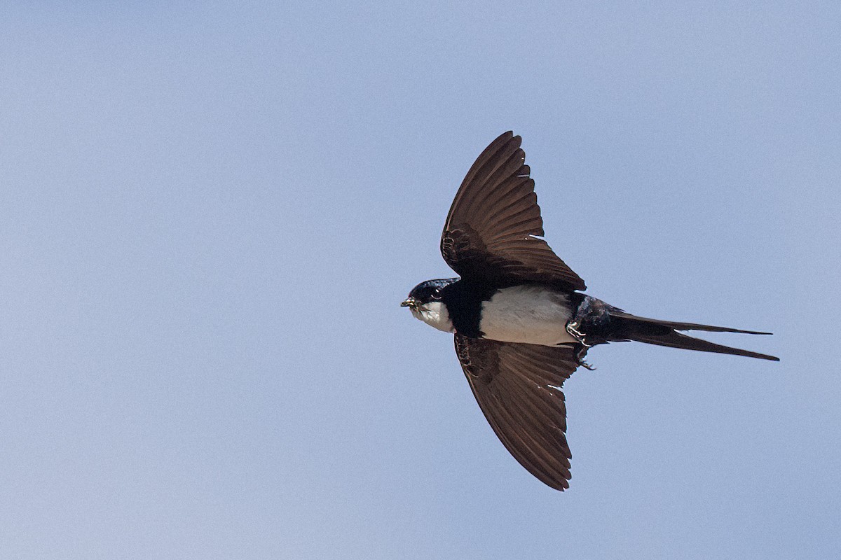 Black-collared Swallow - ML614311297