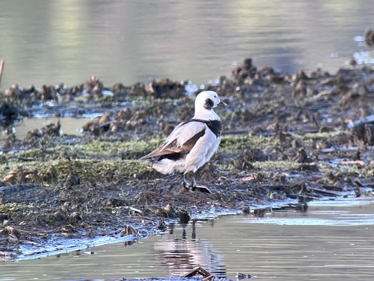 Long-tailed Duck - ML614311719