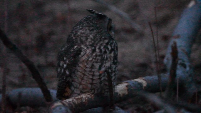 Long-eared Owl - ML614311948