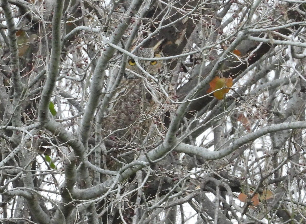 Great Horned Owl - ML614311982