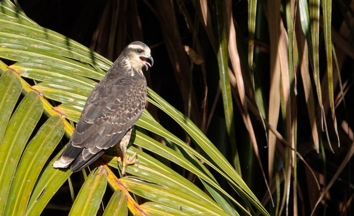 EBird Checklist 13 Jan 2024 Georgetown Botanical Gardens 41 Species   1200