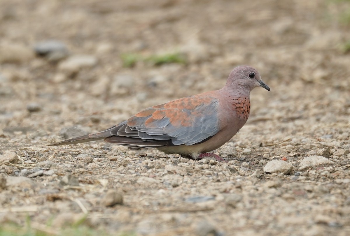 Laughing Dove - ML614312310