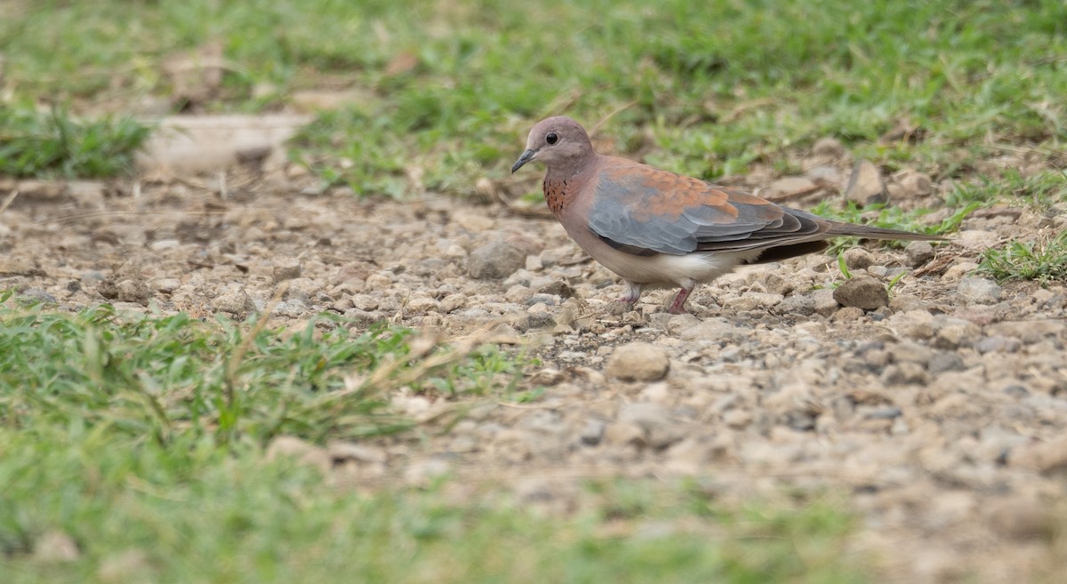 Laughing Dove - ML614312312