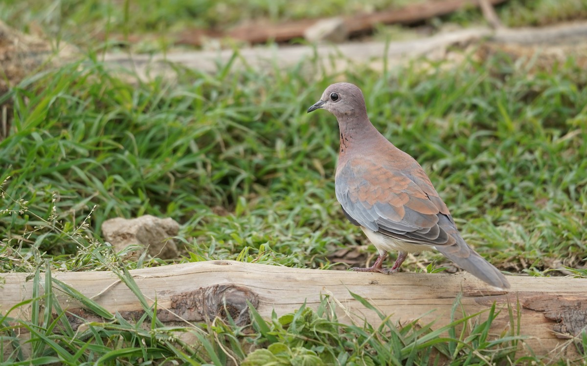 Laughing Dove - ML614312314