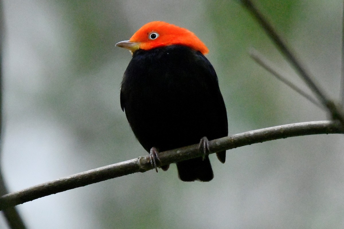 Red-capped Manakin - ML614312463