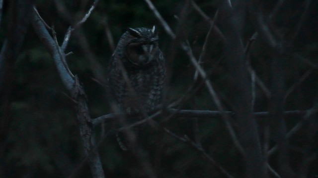 Long-eared Owl - ML614312466