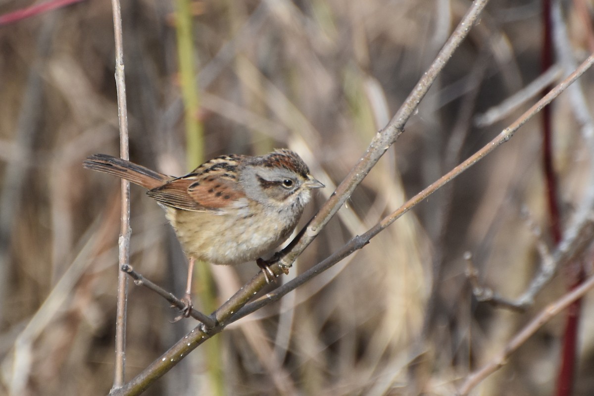 Swamp Sparrow - ML614312467