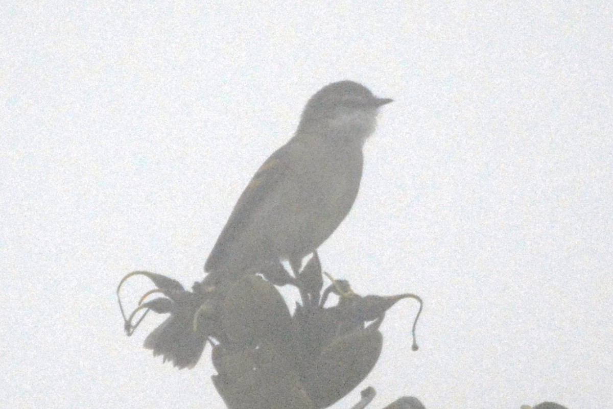 Brown-backed Chat-Tyrant - ML614312744