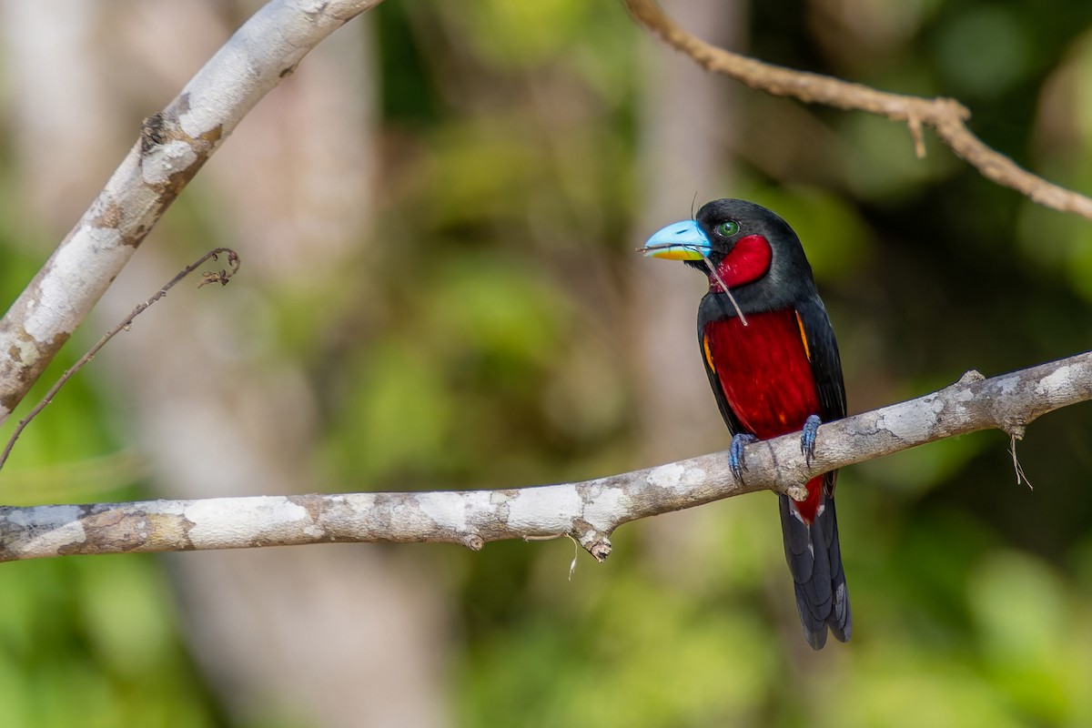 Black-and-red Broadbill (Black-and-red) - ML614313053
