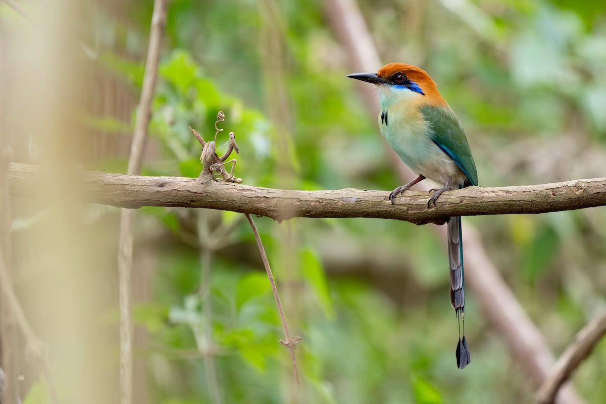 Russet-crowned Motmot - Phil Chaon