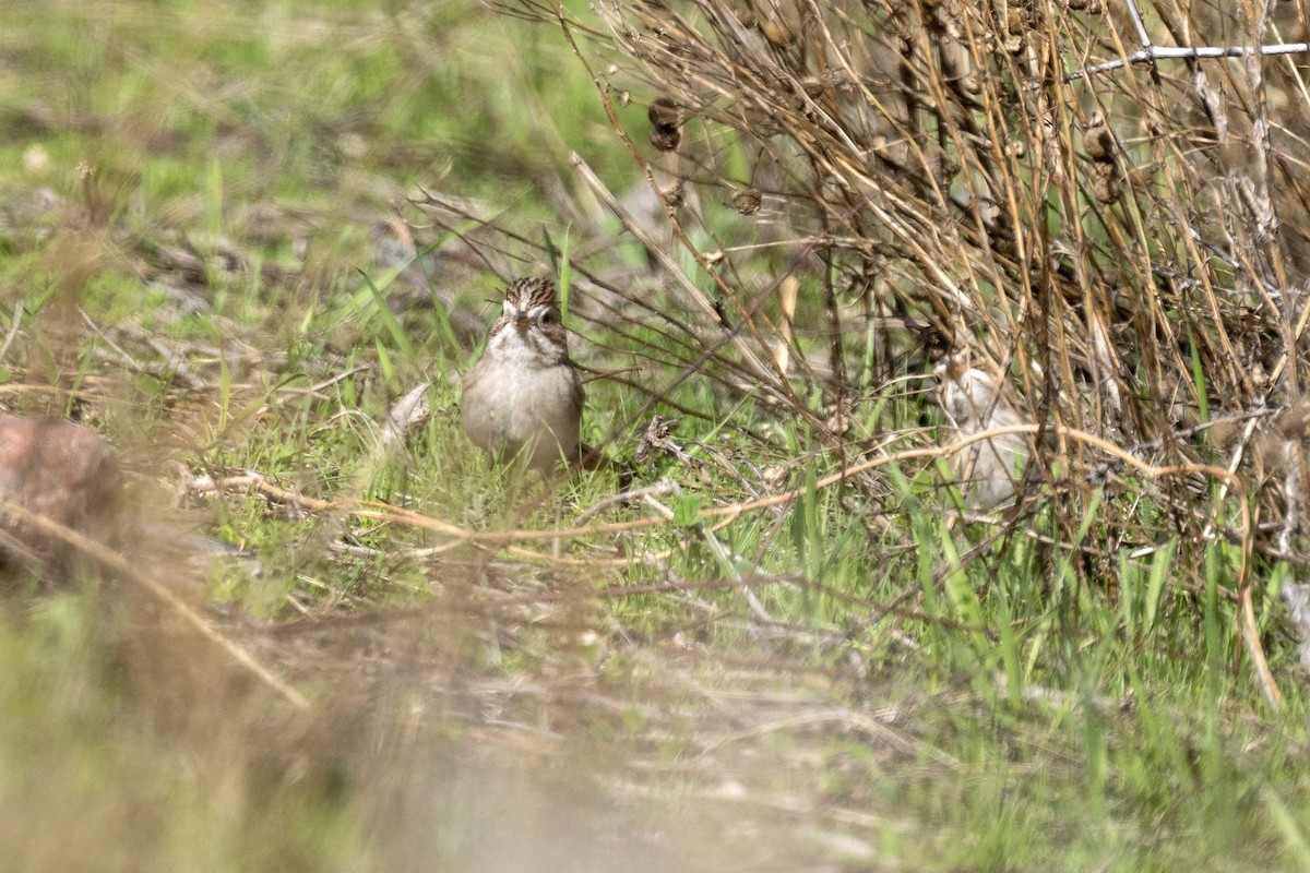 Clay-colored Sparrow - ML614313232