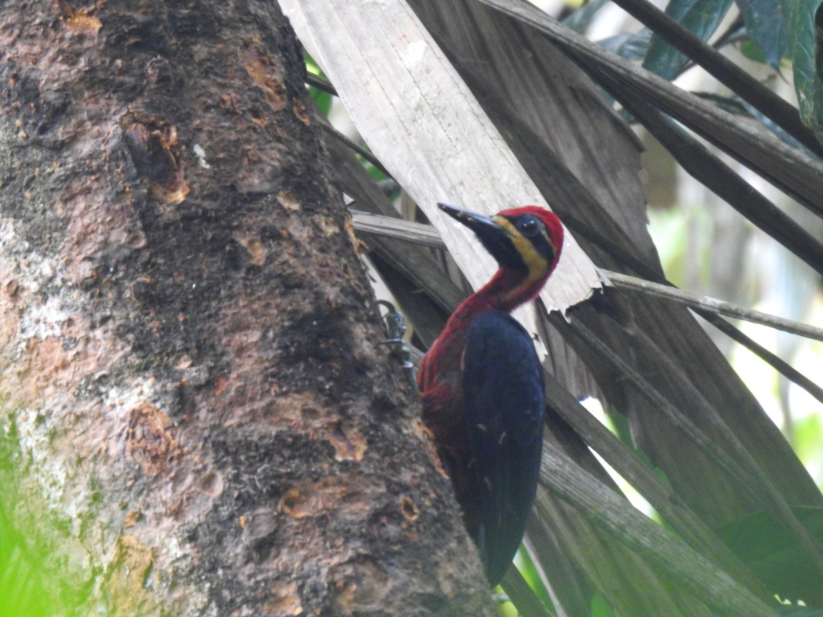 Crimson-bellied Woodpecker - ML614313455