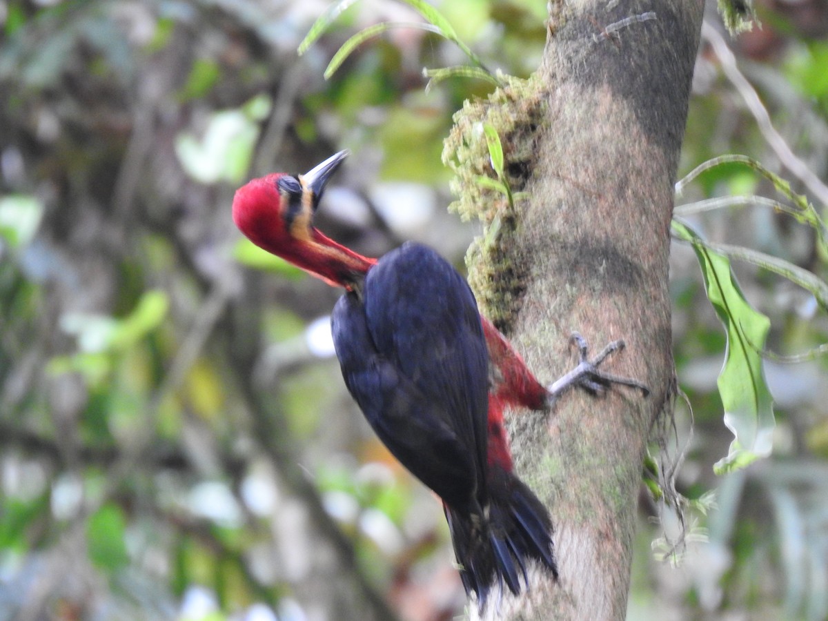 Crimson-bellied Woodpecker - ML614313456