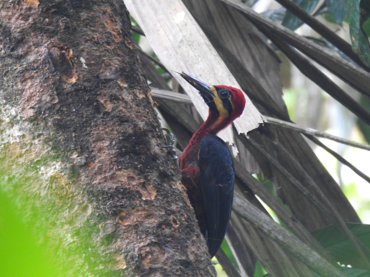 Crimson-bellied Woodpecker - ML614313461