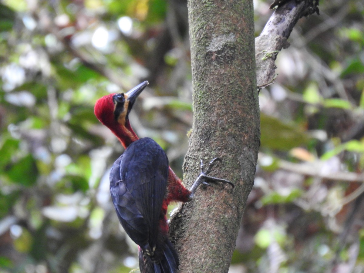 Crimson-bellied Woodpecker - ML614313464