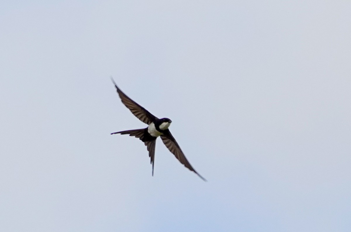 Black-collared Swallow - Paul Prior