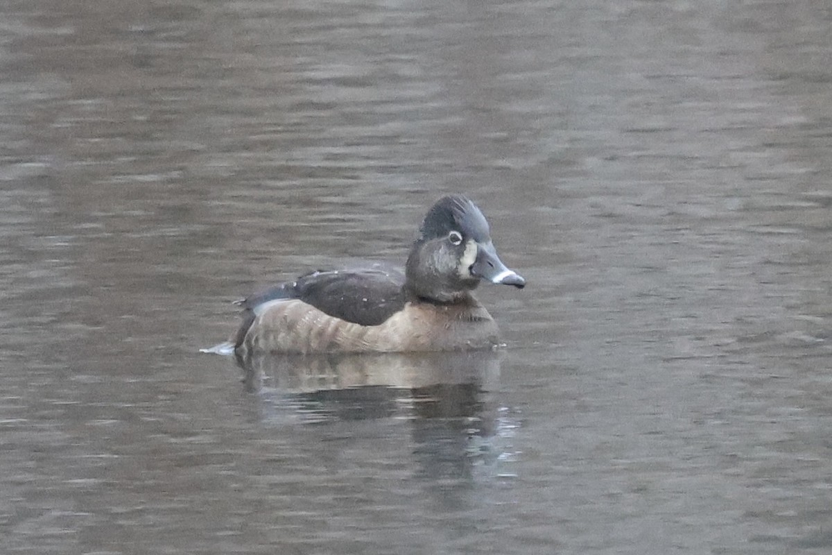 eBird Checklist 2 Feb 2024 Old Fish Hatchery and Nye Pond, East Sandwich 9 species