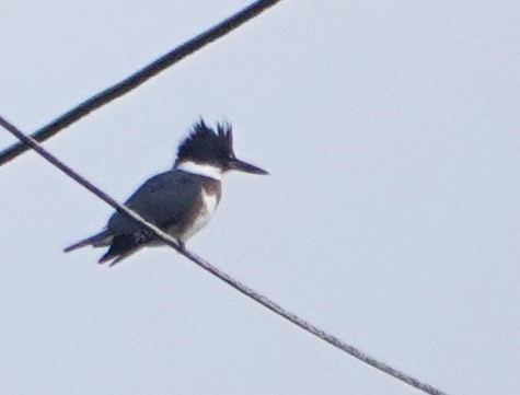 Belted Kingfisher - ML614314496