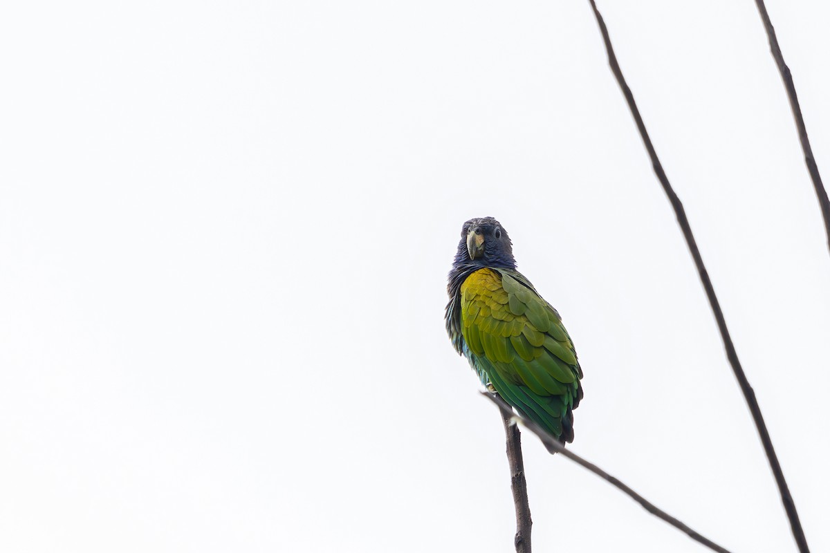Blue-headed Parrot (Reichenow's) - ML614314579