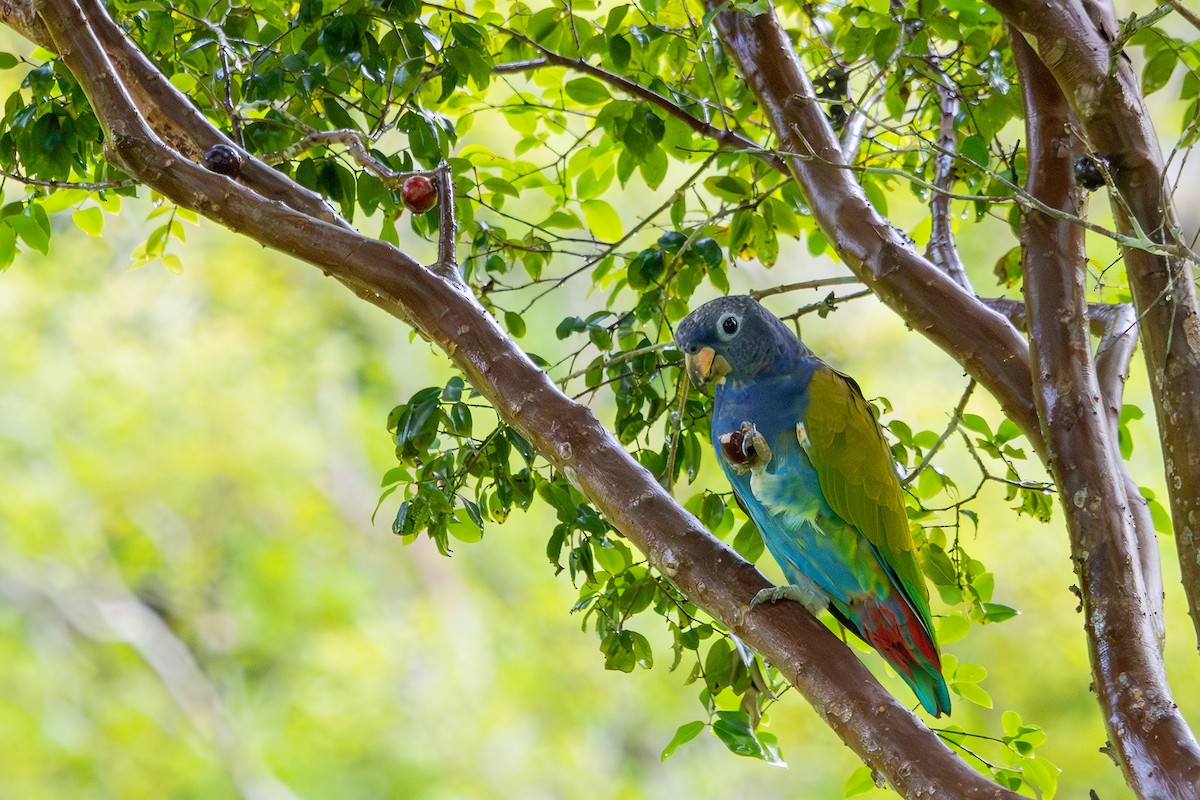 Blue-headed Parrot (Reichenow's) - ML614314594