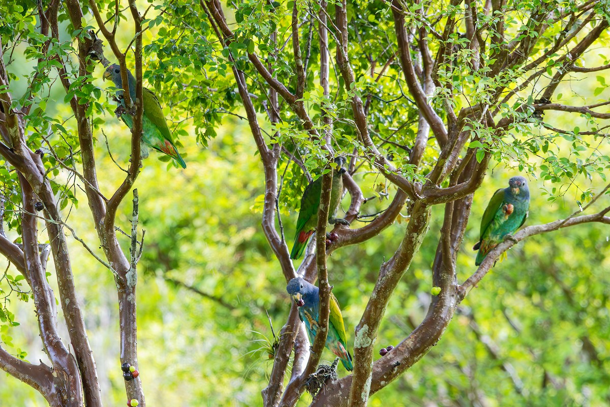 Blue-headed Parrot (Reichenow's) - ML614314595