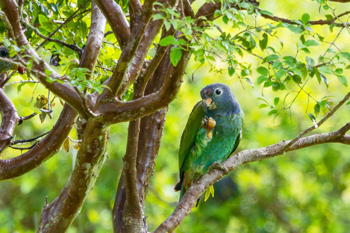 Blue-headed Parrot (Reichenow's) - ML614314596