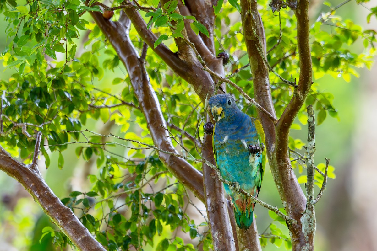Blue-headed Parrot (Reichenow's) - ML614314597