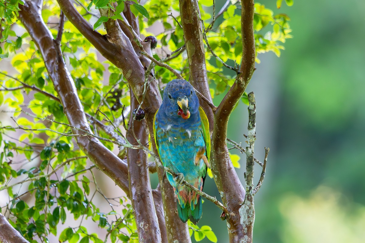 Blue-headed Parrot (Reichenow's) - ML614314598