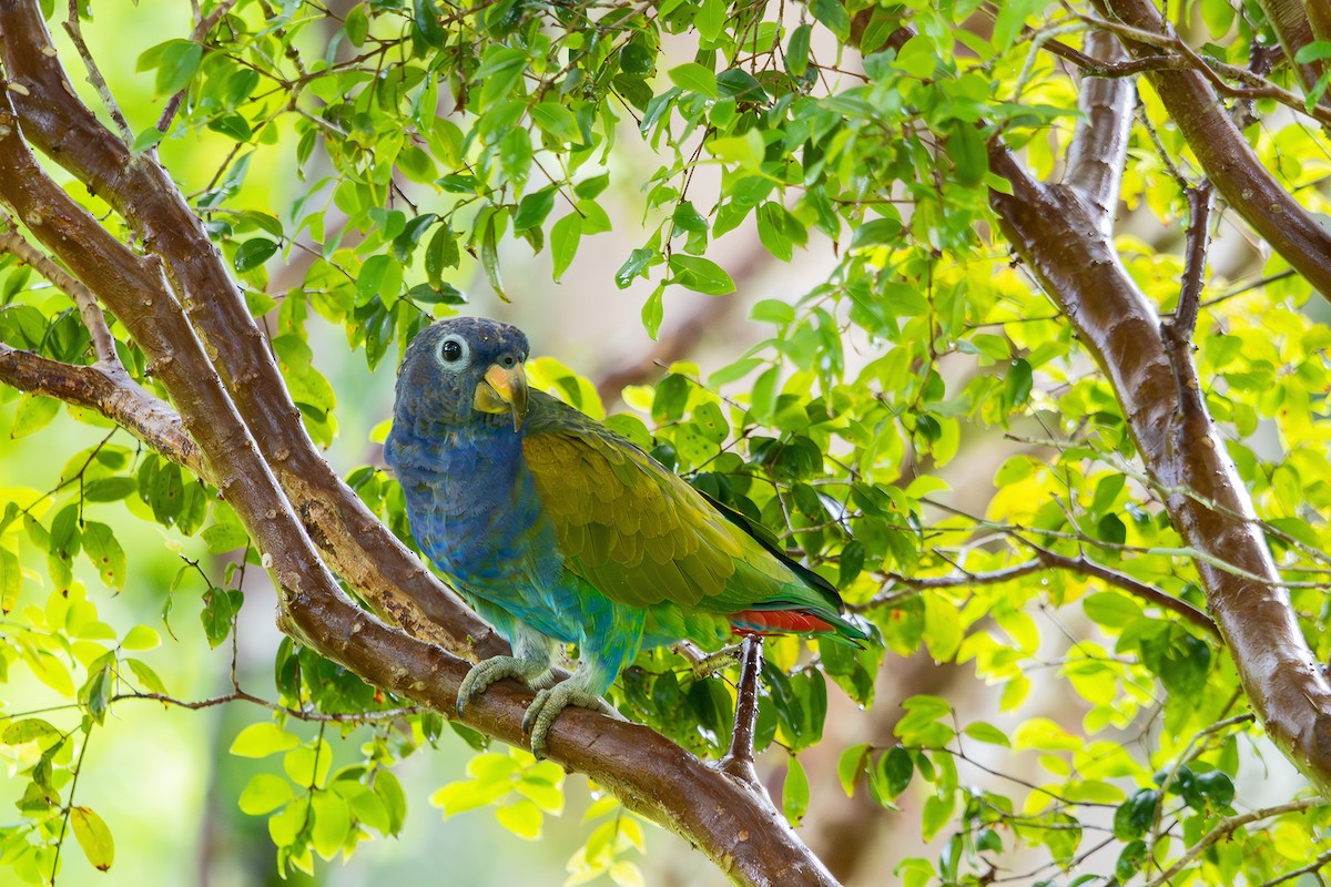 Blue-headed Parrot (Reichenow's) - ML614314599