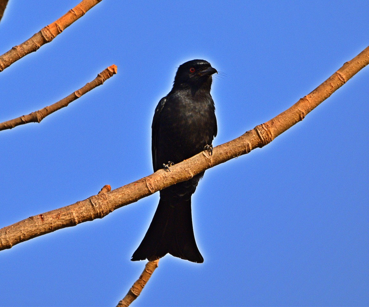 Fork-tailed Drongo (Glossy-backed) - ML614314854