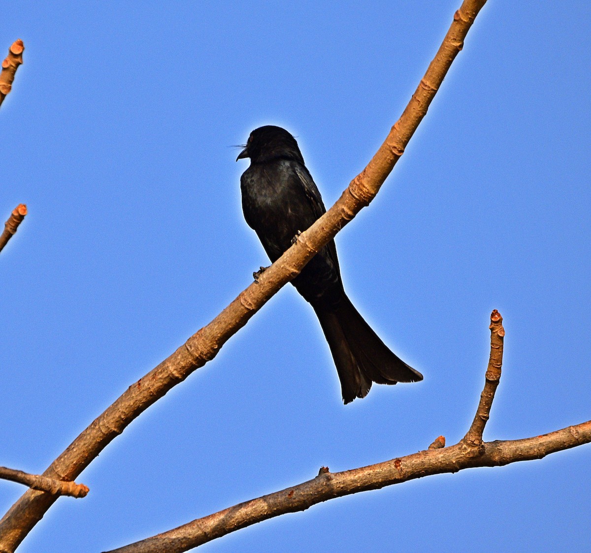 Fork-tailed Drongo (Glossy-backed) - ML614314855