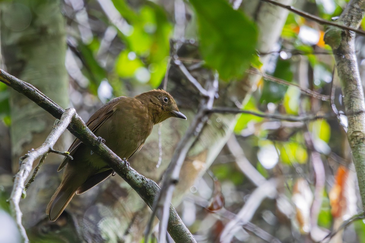 Brown-winged Schiffornis (Brown-winged) - ML614314916