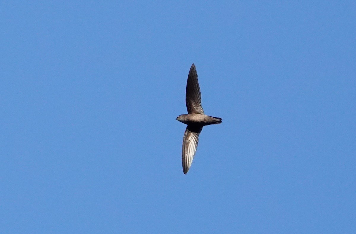 Band-rumped Swift - Paul Prior