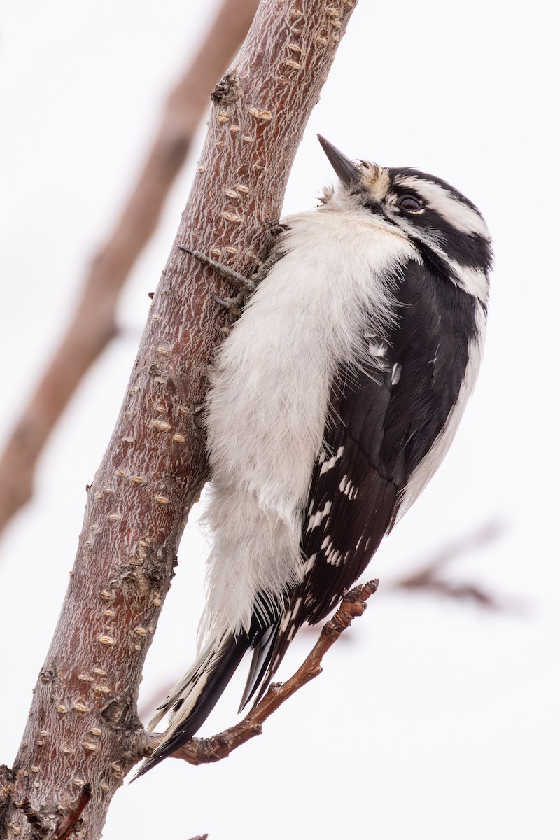 Downy Woodpecker (Rocky Mts.) - ML614314980