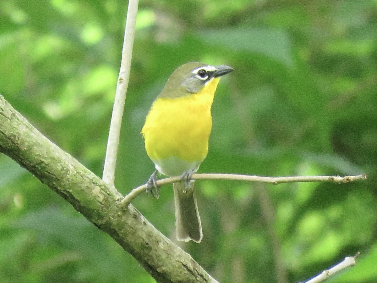 Yellow-breasted Chat (virens) - ML614315116